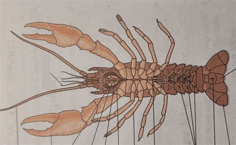 Ventral Side Of Crayfish Diagram Quizlet