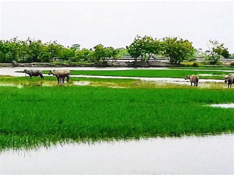 Wisata Kampung Kerbau Situbondo Ternyata Asik