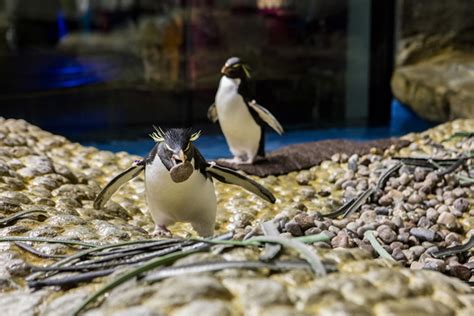 Watch Penguins Building Nests At Shedd Aquarium Abc13 Houston