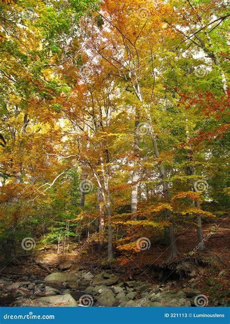 Autumn_Forest stock image. Image of america, northeast - 321113