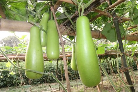 F1 Hybrid Evergreen Bottle Gourd Seeds হাইব্রিড বারোমাসি লাউ বীজ Seeds Mate