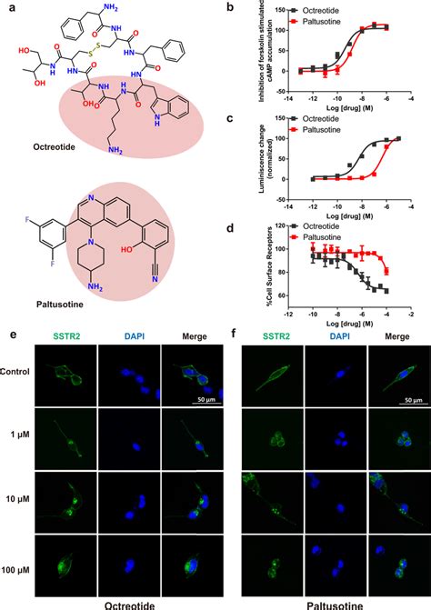 Octreotide And Paltusotine Activate SSTR2 At The Nanomolar Level A The