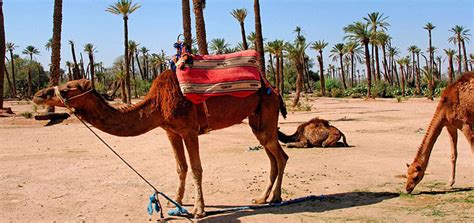 Comment préparer son voyage au Maroc Guide complet