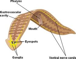 Platyhelminthes - The Muscular System