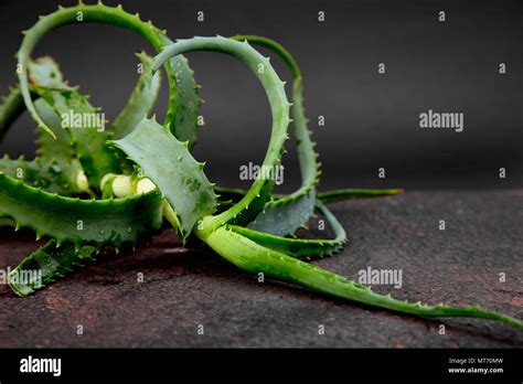 Aloe Vera On Brown Background Star Cactus Aloin Jafferabad Aloe