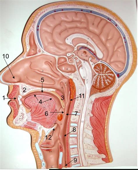 Juegos De Ciencias Juego De Corte Sagital De La Cabeza Y Cuello