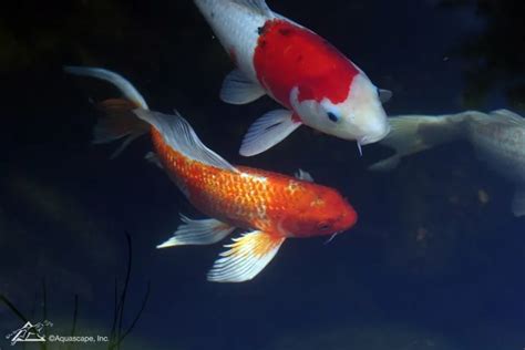 Butterfly Koi Pond