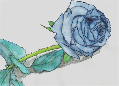 Blue Rose by ssdancer on DeviantArt