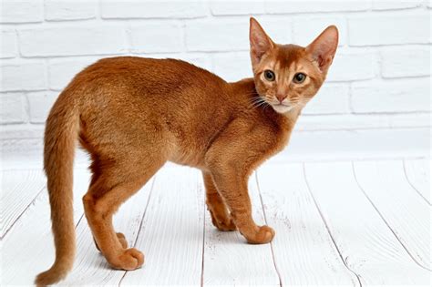 Is This Abyssinian The Cat Of Your Choice Petrebels Blog