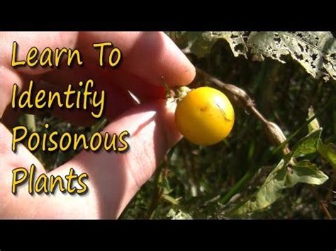 Poisonous Plants Identification Pt. 2 - YouTube | Plant identification ...