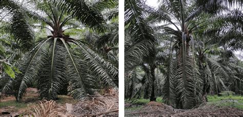 Bullish Signs But Will Oil Palm Planters Benefit