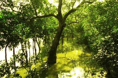 Sundarbans Mangrove Forest, Bangladesh World Heritage Site