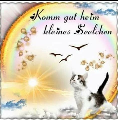 Pin Von Elli Auf Katzen Spr Che Spruch Katze Regenbogenbr Cken Hund