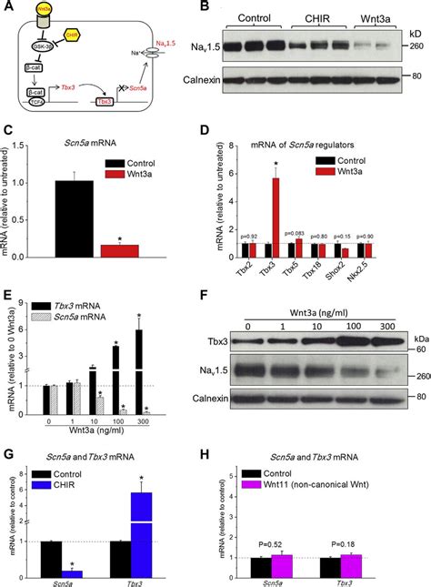 Inhibition Of The Cardiac Na Channel By Wnt B Catenin Signalling Is