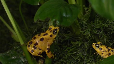 Smithsonian On Twitter Panamanian Golden Frogs Are Native To The