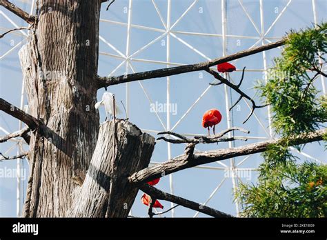 Los Pel Canos Rojos Blancos Y Anaranjados Se Sientan En Las Ramas De Un