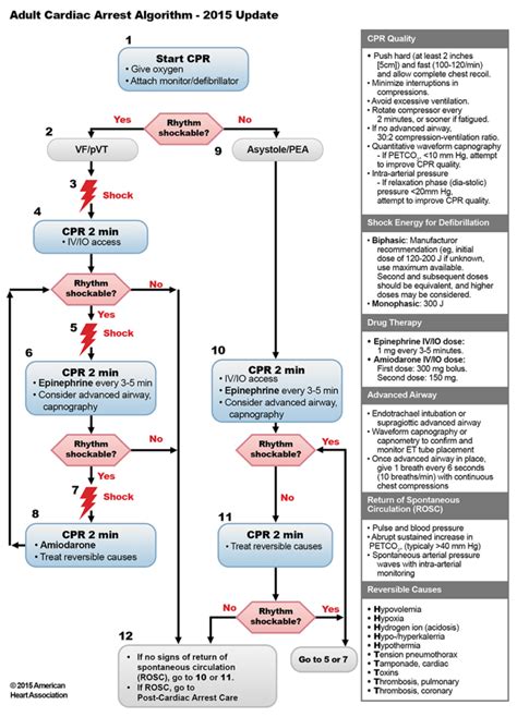 Acls Algorithms 2024 Ailyn Giuditta