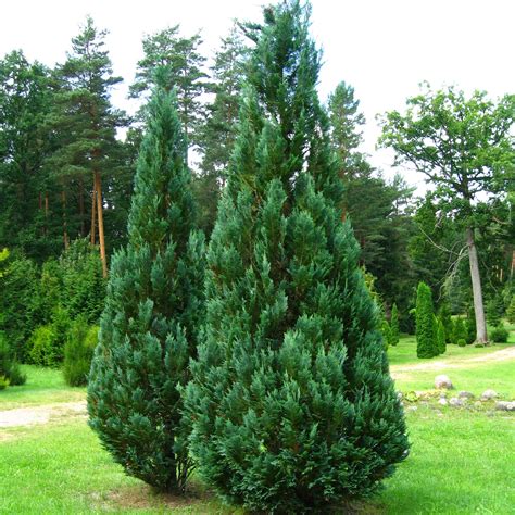 Chamaecyparis Lawsoniana Columnaris Thuya Bleu Cyprès De Lawson