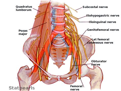 Figure Pelvic Nerves Contributed By S Bhimji Md Statpearls Ncbi Bookshelf