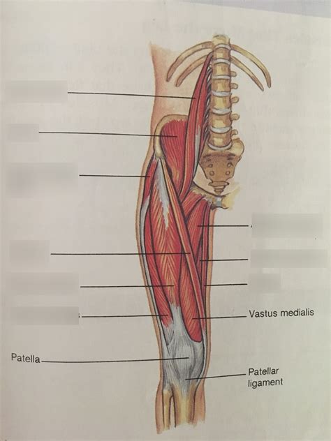 Anterior Right Hip And Thigh Muscle Anatomy Diagram Quizlet