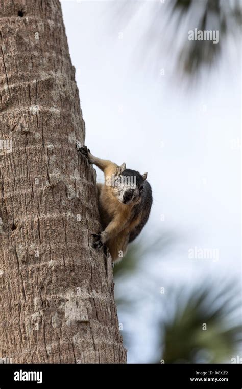 Big Cypress Fox Squirrel High Resolution Stock Photography And Images