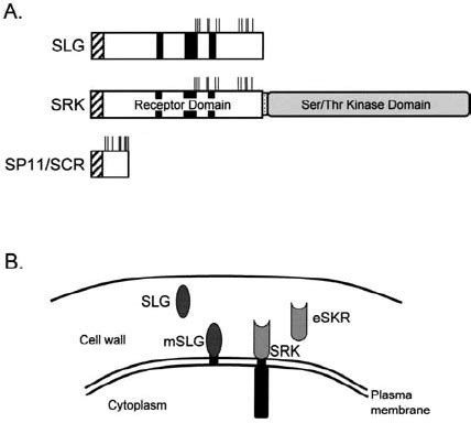 A Schematic Representation Of The Brassica S Locus Proteins Slg And