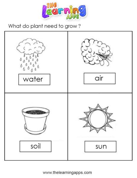 Download Free Printable Plant Worksheets 04 for Kids