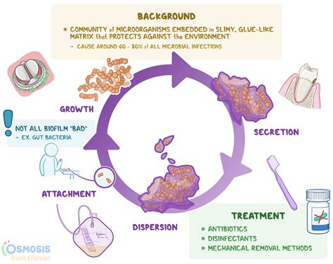 Biofilms: What Are They, Formation, Removal | Osmosis