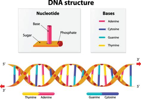 Stop Codon The Definitive Guide Biology Dictionary