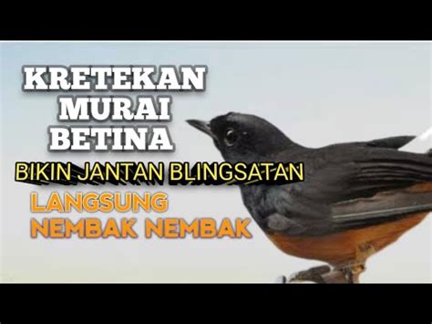 Kretekan Murai Batu Betina Gacor Memancing Bunyi Jadi Nyaut Bongkar