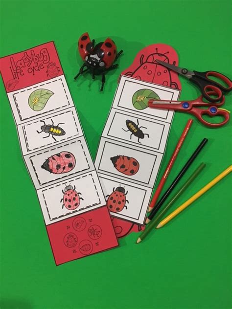 Ladybug Life Cycle Craft