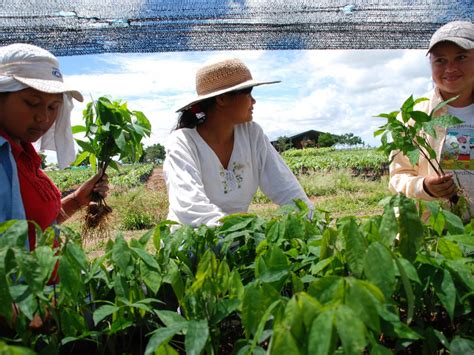 A las mujeres campesinas Corporación Latinoamericana Sur