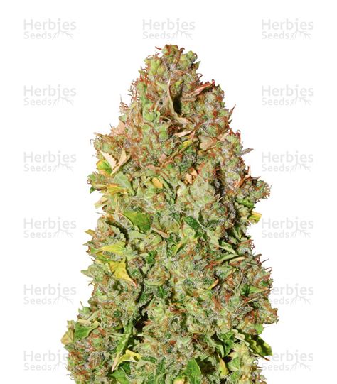 Buy Sensi Skunk Feminized Seeds By Sensi Seeds Herbies Seeds