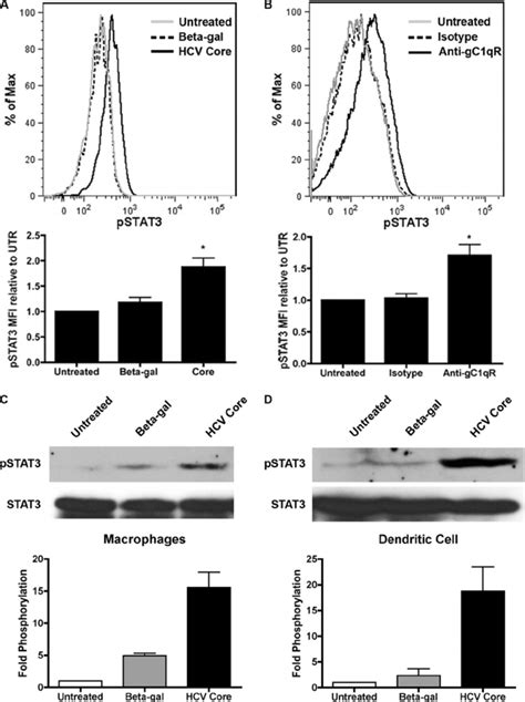 Hcv Core Gc Qr Ligation Results In Stat Phosphorylation In Primary