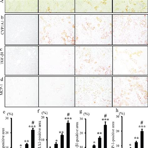 Immunostaining of AHR CYP1A1 TGF β1 and MCP 1 in rat kidney