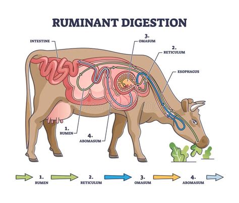 Ruminant Digestion System with Inner Digestive Structure Outline ...