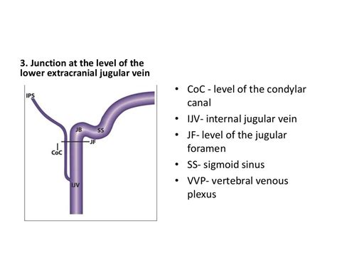 Inferior petrosal sinus 360°