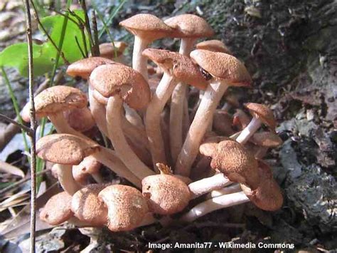 24 Types Of Brown Mushrooms With Pictures Identification Guide