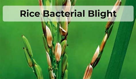 Rice Bacterial Blight Causes Affect And Control Scalar Light