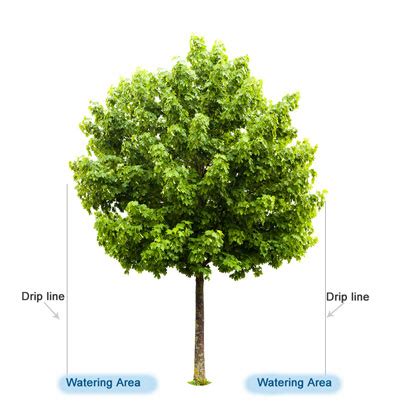 How To Protect Trees From Northern Virginia S Summer Heat Green Vista