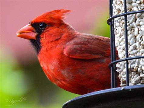 Northern Cardinal In Dayton Ohio Rbirding