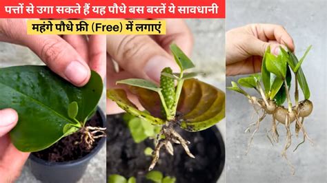 पत्तों से उगा सकते हैं यह पौधे बस बरतें ये सावधानी How To Grow Plants