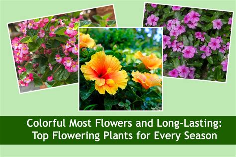 Colorful Most Flowers And Long Lasting Top Flowering Plants For Every