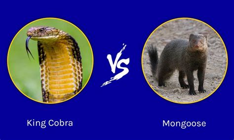 King Cobra vs Mongoose: Who Would Win in a Fight? - IMP WORLD