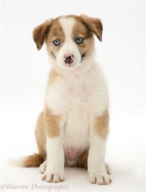 Dog: Blue-eyed red merle Border Collie puppy photo WP34959