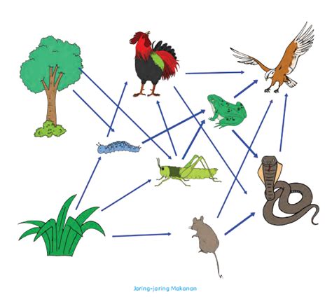 Contoh Jaring Jaring Makanan Beserta Penjelasannya Jaring Makanan