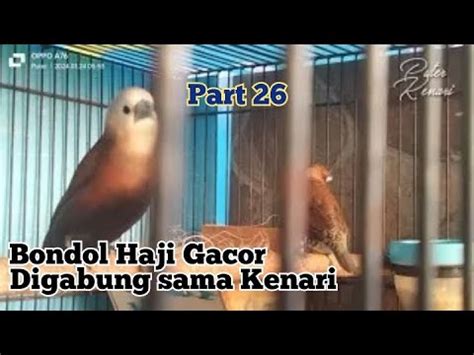 Proses Penjodohan Burung Emprit Sama Kenari Part Youtube