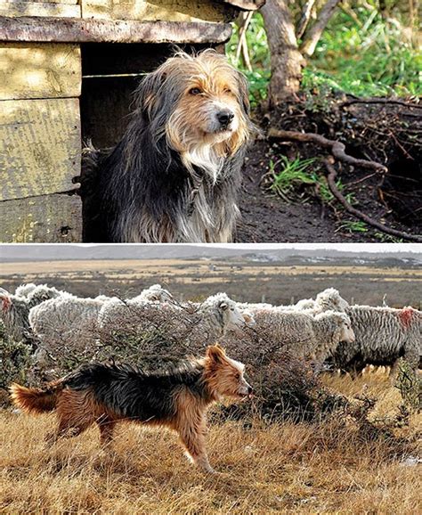 Ovejero Magallánico Kennel Club de Chile