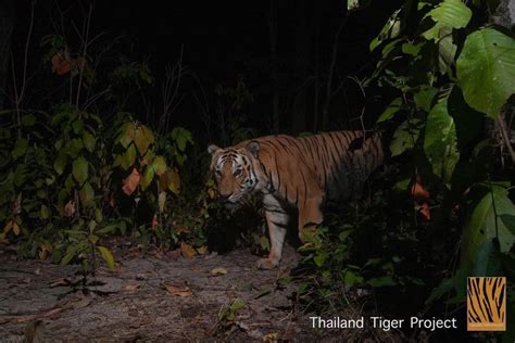 Harimau Jawa Ditemukan