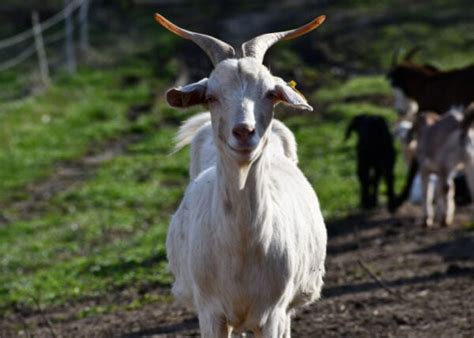 Kiko Goats Everything You Need To Know About This Breed